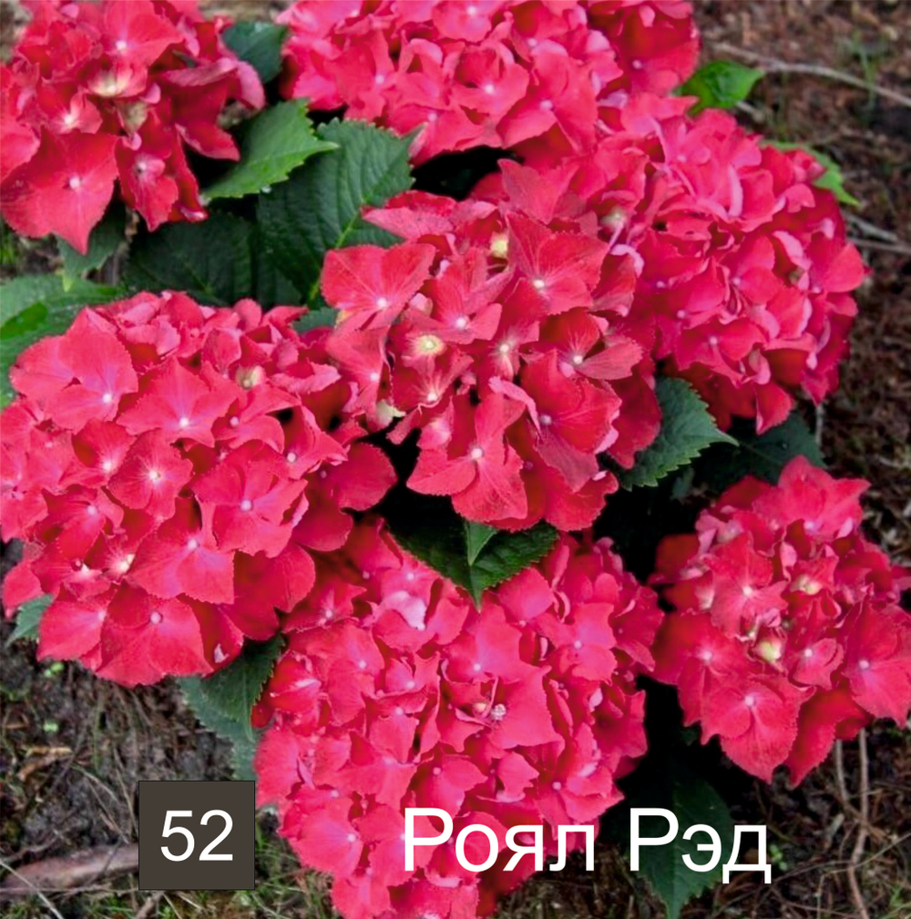 ROYAL RED/Роял Рэд (Стандарт поставки Р9)2025г.