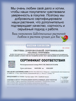 Бакопа Белый Снежок вегетативная