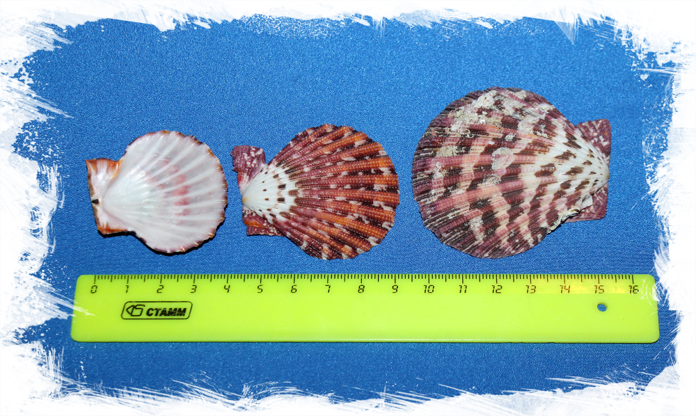 Ракушки для творчества морские гребешки