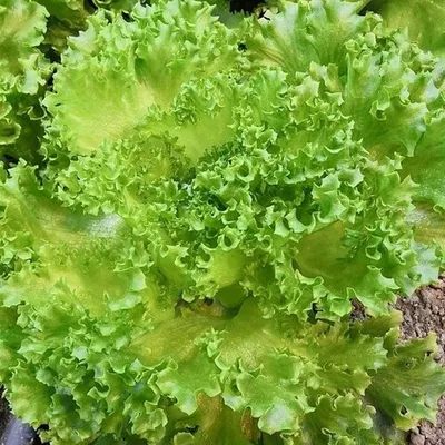 Фотография Салат Айсберг Лалик / 100 гр купить в магазине Афлора