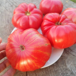 Помидоры Джаз - Jazz Tomato
