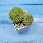 Echinopsis sp. (Эхинопсис)