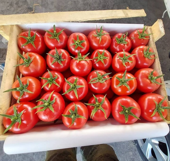 Аламина F1 семена томата индетерминантного Rijk Zwaan  Райк Цваан - купить оптом – фото 14