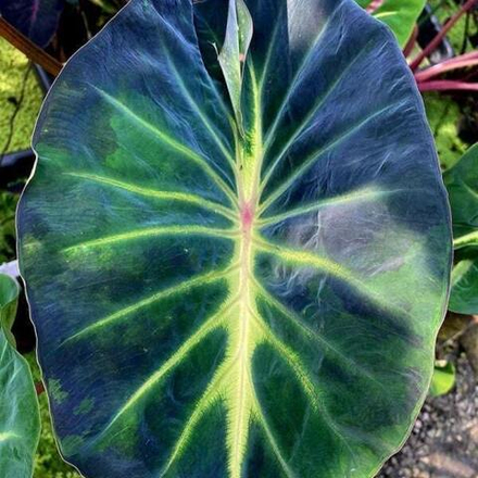 Колоказия FORTUNE STAR