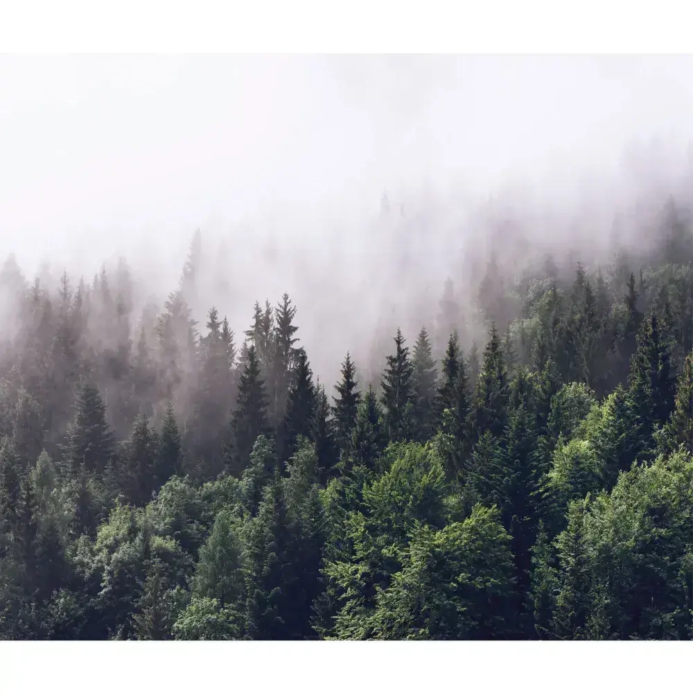 Фотообои 3D Лес в Тумане в спальню, в гостиную, на кухню 300х250