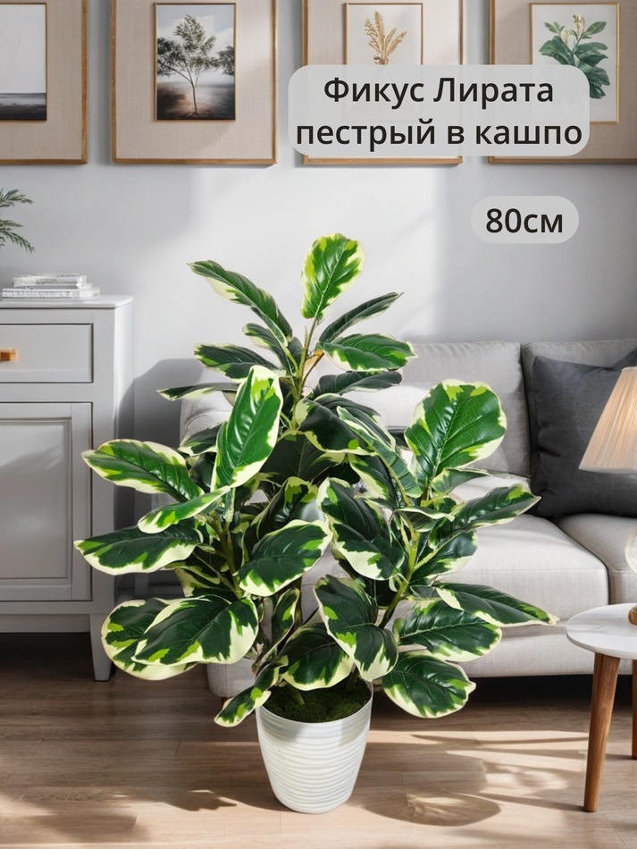 Искусственный фикус Лирата пестрый в кашпо