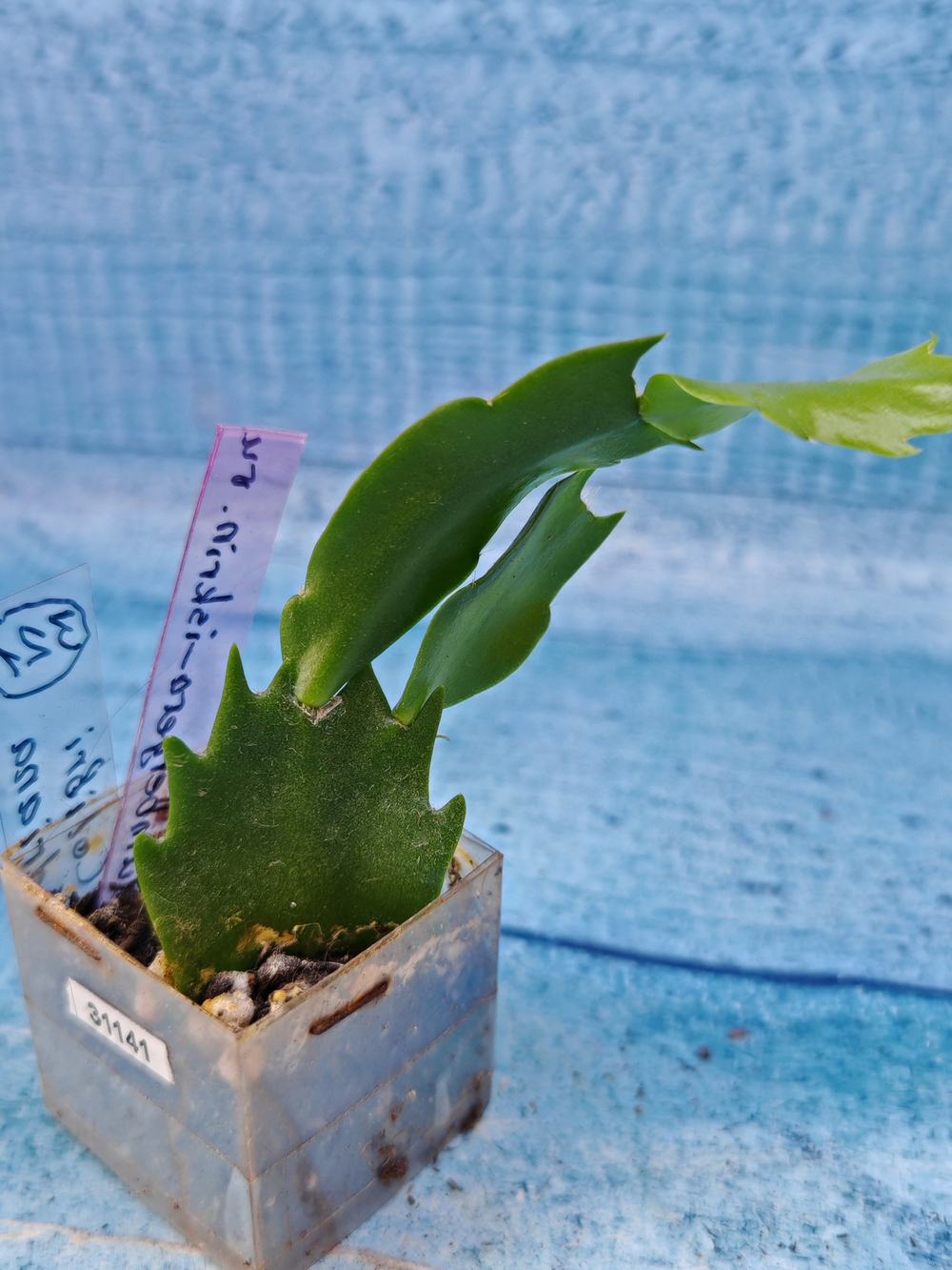 Schlumbergera cv. Colibri Adriana (Шлюмбергера)