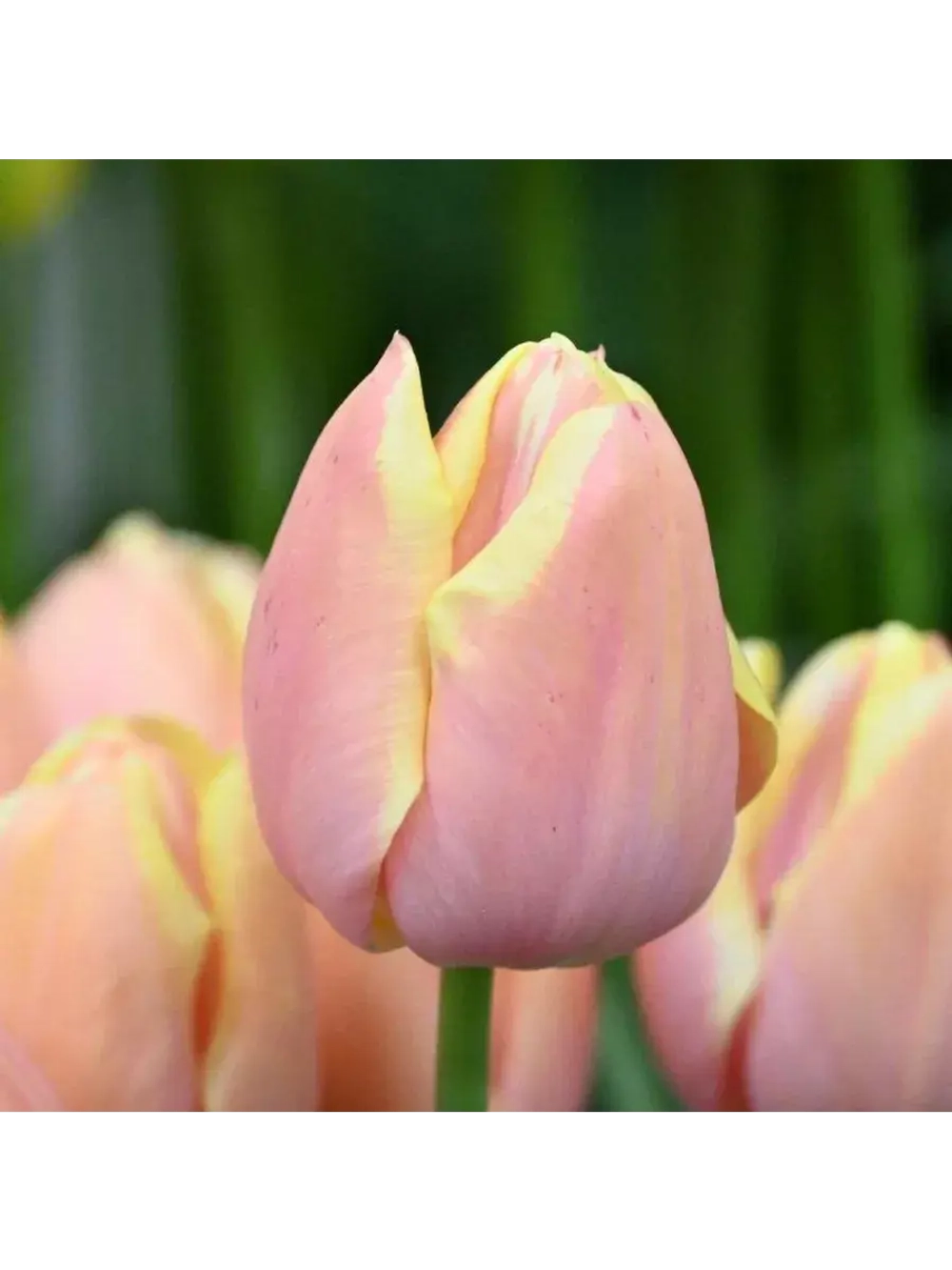 Тюльпаны пионовидные ,луковицы сорт MANGO CHARM (4 штуки)