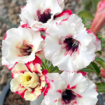 Адениум PATHUM THONG