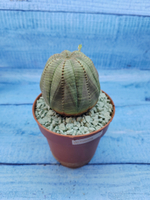 Euphorbia Obesa (Эуфорбия)