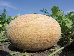 Бизан F1 семена дыни (Enza Zaden / Энза Заден)