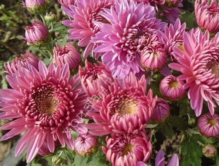 Хризантема мультифлора Coeur De rosy м.45 /поставка весна 2026г/