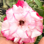 Адениум обесум LISA