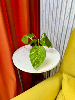Эпипремнум Ауреа, D9см Н15см, 1шт, Urban Jungle (7143)