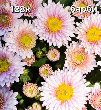 САЖЕНЦЫ ХРИЗАНТЕМЫ КОРЕЙСКАЯ № 128 БАРБИ