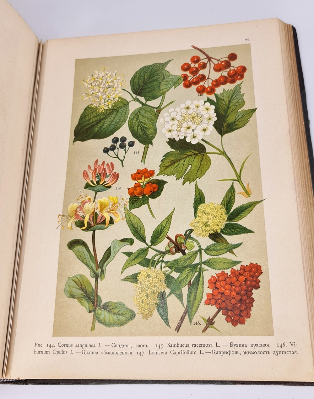 "Ботанический атлас по системе де-Кандоля". К.Гофман. 1899г.