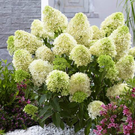 Гортензия метельчатая Skyfall