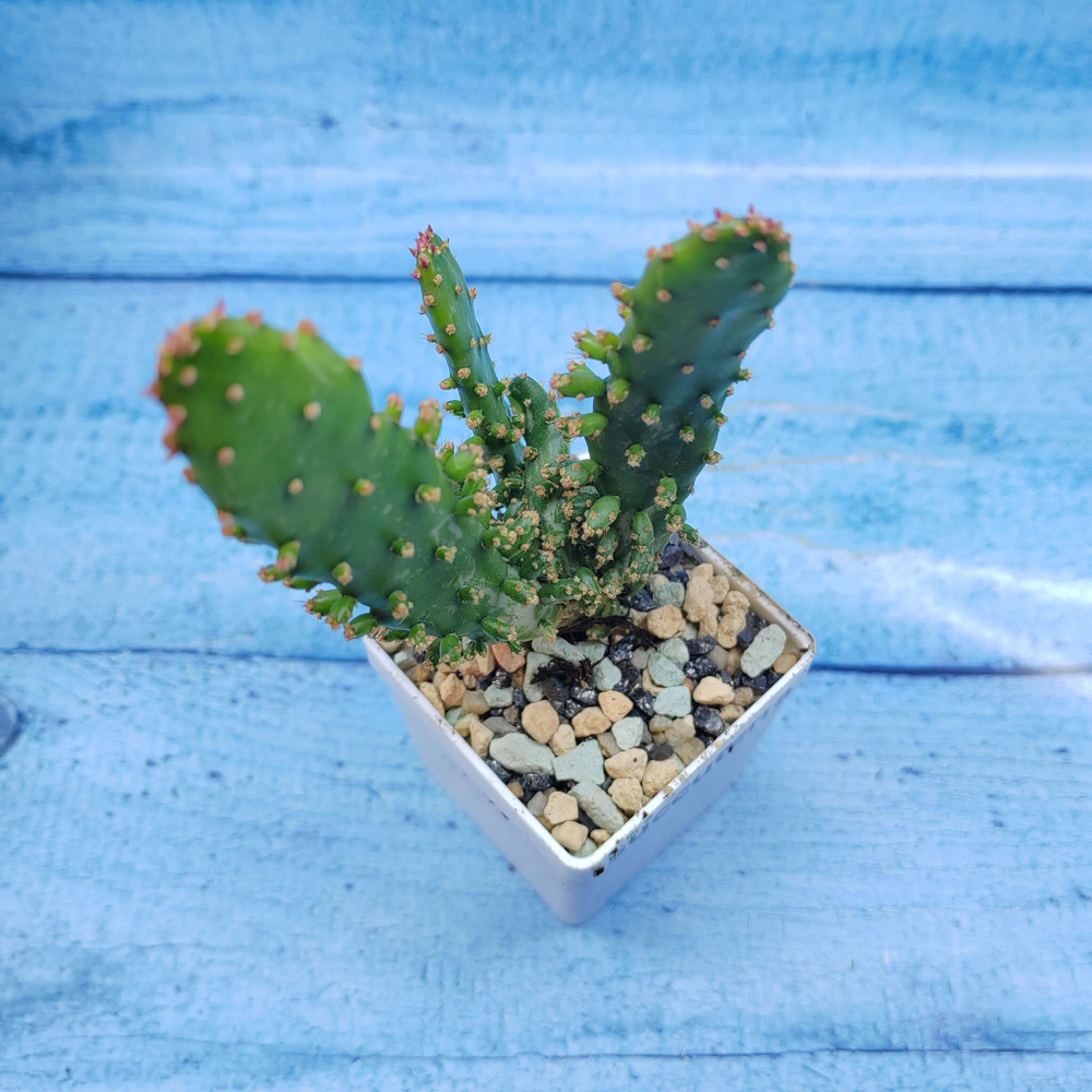 Opuntia Monacantha Variegata (Опунция)