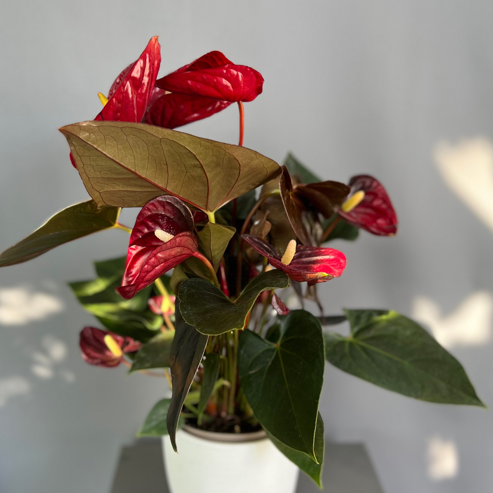 Антуриум Livium Red