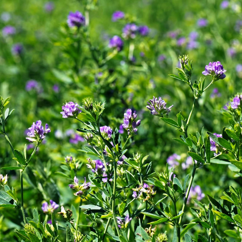 Люцерна 1,0кг