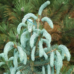 Ель Энгельмана Блю Софти