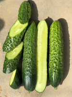 Баде F1 семена огурца партенокарпического ( Yuksel Tohum / )