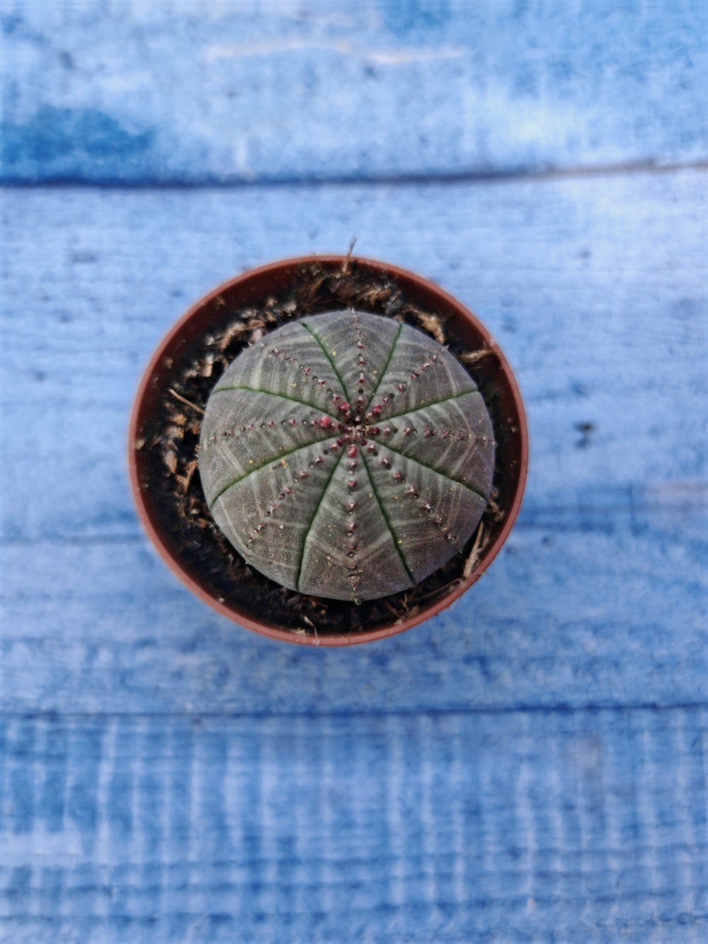 Euphorbia Obesa (Эуфорбия)