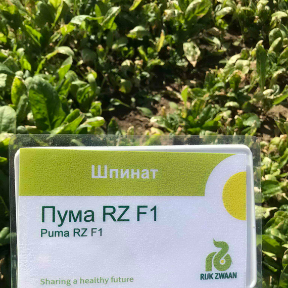 Пума F1 семена шпината (Rijk Zwaan / ALEXAGRO) культура – фото 3