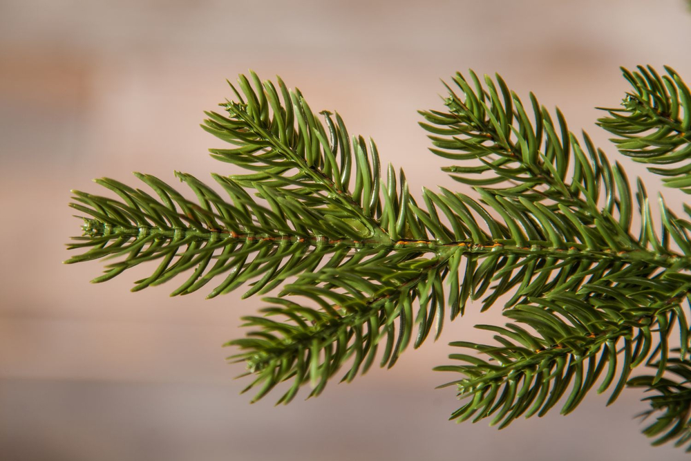 Ель Шервуд Премиум Стройная 230см зеленая Triumph Tree