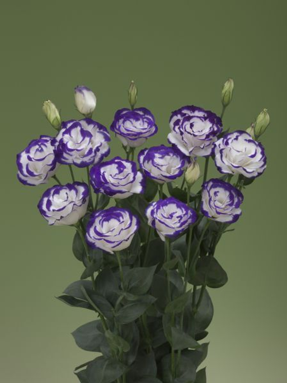 Эустома Арена II Парпл Пикоти (50др) Витагрин Профи