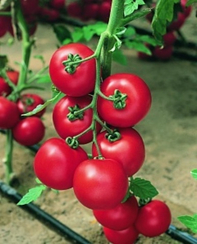 Жадело F1 семена томата индетерминантного (Vilmorin / Вильморин)