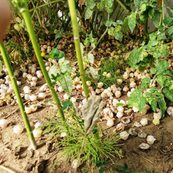 Физалис Ягодный Падающие Вишни Тёти Молли - Aunt Molly's Ground Cherry