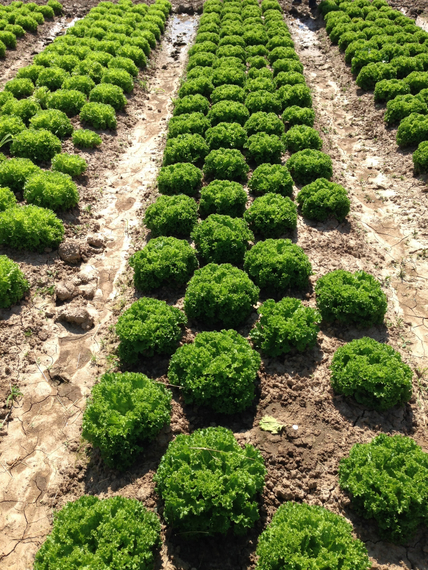 ЛАНДАУ семена салата Rijk Zwaan характеристика – фото 5