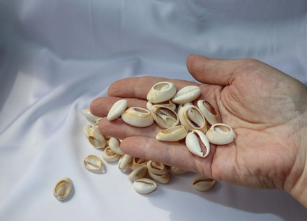 Ципреи Аннулус со срезом, 1,5-2см, 100гр, 100шт для чокера и браслета