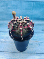 Gymnocalycium Variegata (Гимнокалициум Вариегатный)