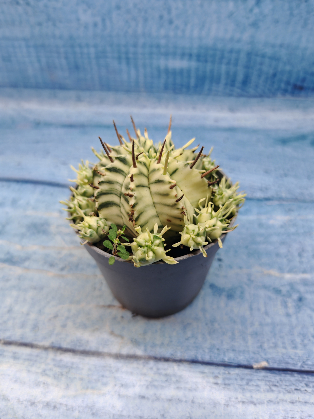 Euphorbia meloformis f. Variegated (Эуфорбия вариегатная)