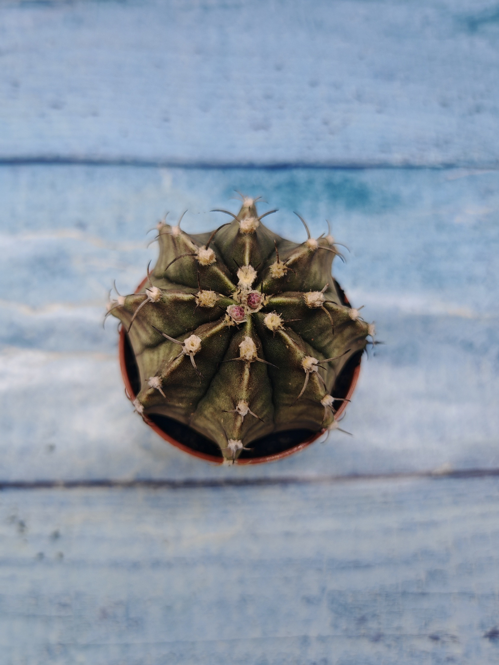 Gymnocalycium Friedrichii (Гимнокалициум)