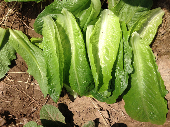 Аувона семена салата ромэн (Rijk Zwaan / Райк Цваан) в поле – фото 9