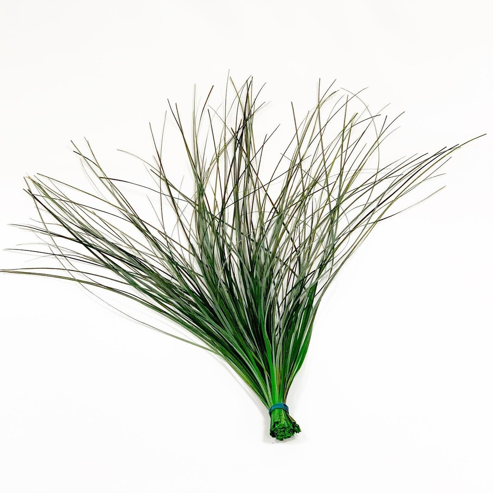 Берграсс "Verdissimo"