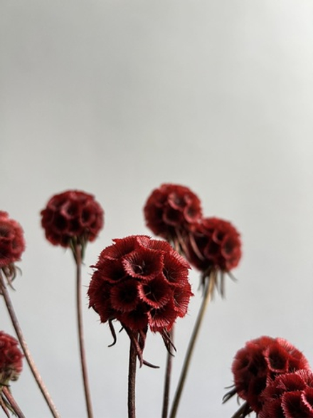 Скабиоза красная