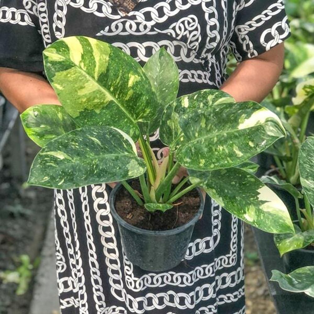 Филодендрон GREEN CONGO HYBRID – купить за 8 500 ₽ | ADENIUMLAND