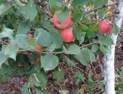 яблоня Целесте