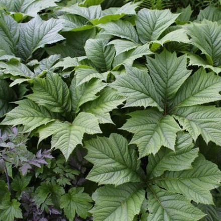 Роджерсия стоповидная. Rodgersia podophylla.
