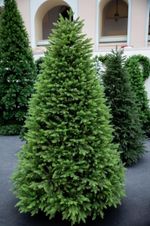 Ель искусственная «Юлия» (Литая хвоя) 250 см / 2,5 м