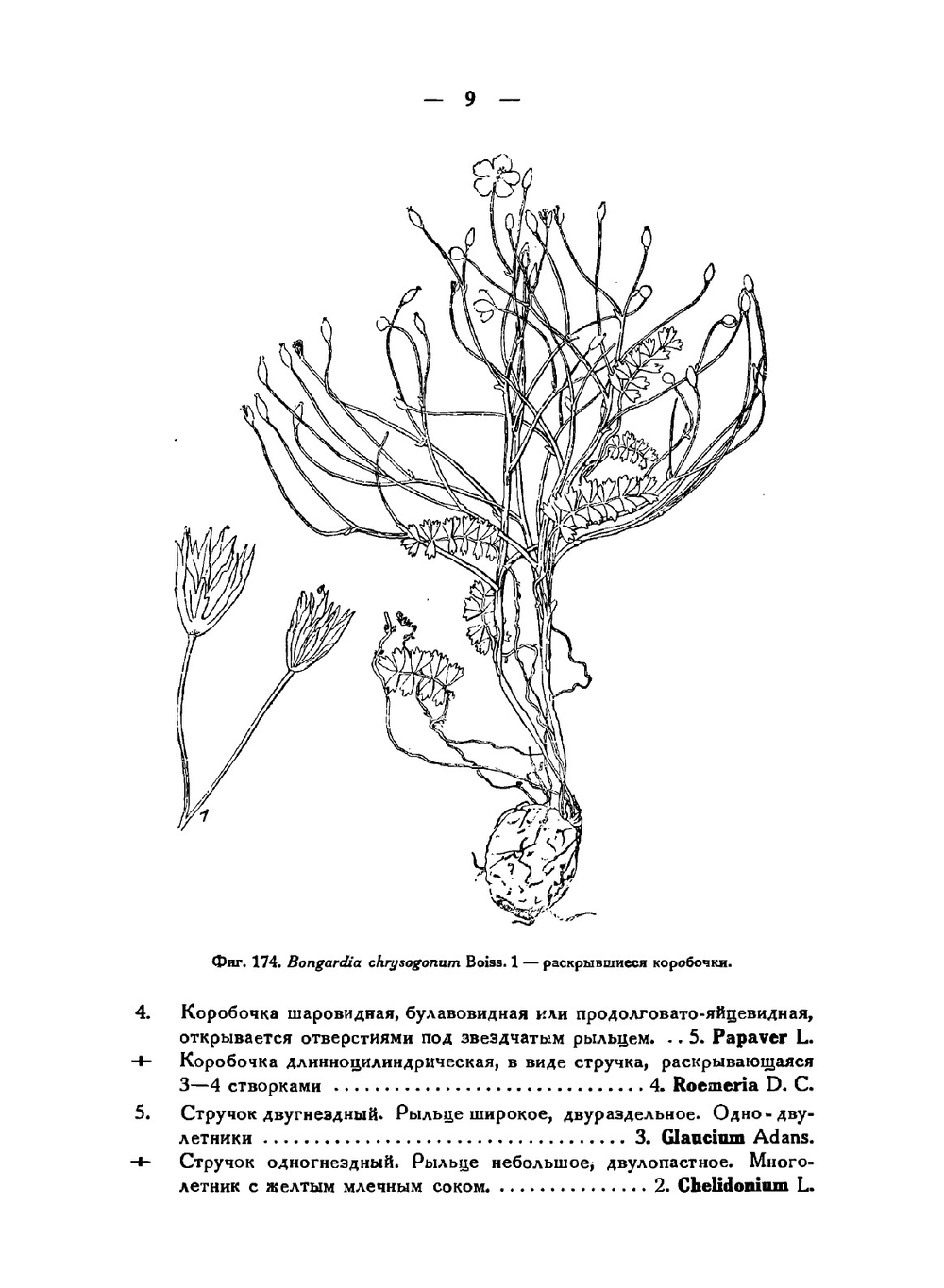 Сорные растения СССР. Руководство к определению. Том 3 | Б.А. Келлер