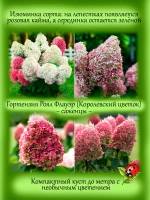 Гортензия Роял Флауэр метельчатая средняя