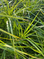 Осока пальмолистная. Carex muskingumensis.