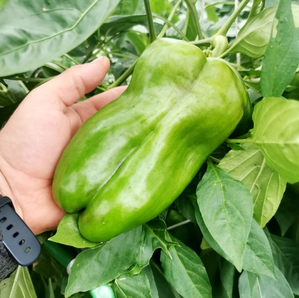 Перец Сладкий Гигантский — Big Bertha - Большая Берта