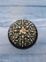 Astrophytum Asterias (Астрофитум)