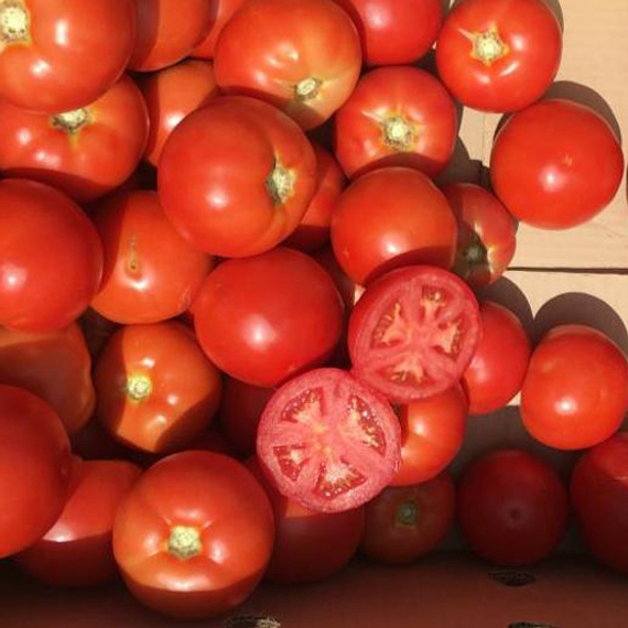 Бесуто F1 семена томата индетерминантного (Seminis / Семинис) – фото 2